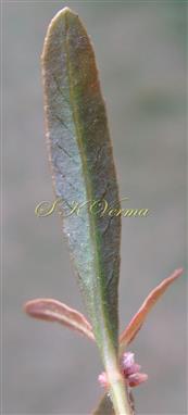  Leaf (Abaxial view)